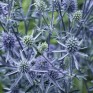 587085-eryngium-planum