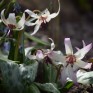 587100-erythronium-hendersonii