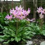 587110-erythronium-revolutum