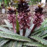 587170-eucomis-vandermerwei