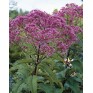 587180-eupatorium-purpureum