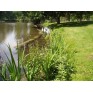 611900-vijvertuin-meerjarige-inheemse-mix