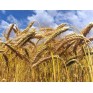 676510-triticale-hybride-sw-talentro-sequenz-twingo-dublet-stelvio