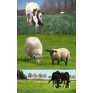 678200-paarden-geiten-schapenweide-horse-star