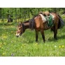 678210-kruidenmix-voor-paarden-top-24