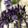 701645-agapanthus-africanus-black-pantha