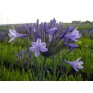 701650-agapanthus-africanus-blue-sunfield-dr-brouwer-elisabeth