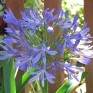 701740-agapanthus-africanus-peter-pan
