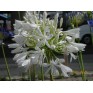 701750-agapanthus-africanus-polar-ice