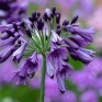 701760-agapanthus-africanus-poppin-purple