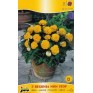 702840-begonia-tuberhybrida-multiflora-maxima-non-stop-geel