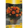 702850-begonia-tuberhybrida-multiflora-maxima-non-stop-oranje