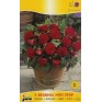 702860-begonia-tuberhybrida-multiflora-maxima-non-stop-rood