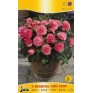 702870-begonia-tuberhybrida-multiflora-maxima-non-stop-roze