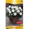 702880-begonia-tuberhybrida-multiflora-maxima-non-stop-wit