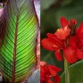 705318-canna-indica-striped-aduard