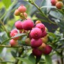 818540-blauwe-bes-pink-lemonade-pink-marmalade