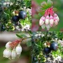 818558-blauwe-bes-glanzende