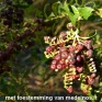 818595-bosbes-wintergroene