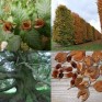 819060-beukennootjes