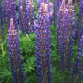 596420-lupinus-polyphyllus-festival-blue