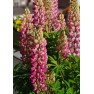 596430-lupinus-polyphyllus-festival-rose