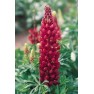 596440-lupinus-polyphyllus-festival-scarlet