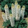 596450-lupinus-polyphyllus-festival-white