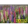 596470-lupinus-polyphyllus-festival-mixed-minarette-mixed