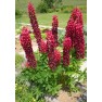 596510-lupinus-polyphyllus-my-castle