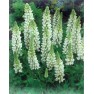 596520-lupinus-polyphyllus-noble-maiden