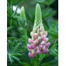 596530-lupinus-polyphyllus-the-chatelaine