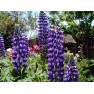 596540-lupinus-polyphyllus-the-governor