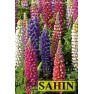 596580-lupinus-polyphyllus-russell-mixture