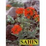 596820-lychnis-chalcedonica-molten-lava