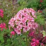 596830-lychnis-chalcedonica-rosea
