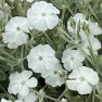596910-lychnis-coronaria-alba