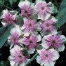 596915-lychnis-coronaria-angel-blush-oculata