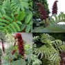 597550-melianthus-major