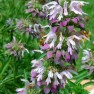597580-monarda-citriodora-purplish-lilac