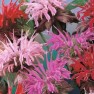 597600-monarda-didyma-panorama-mixed