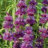 597700-monarda-hybrida-bergamo