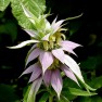 597750-monarda-punctata