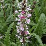 597770-morina-longifolia