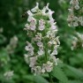 598530-nepeta-cataria