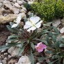 598900-oenothera-caespitosa