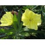 599100-oenothera-missouriensis
