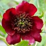 599360-paeonia-delavayi