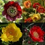 599361-paeonia-delavayi-mixture