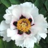 599369-paeonia-rockii
